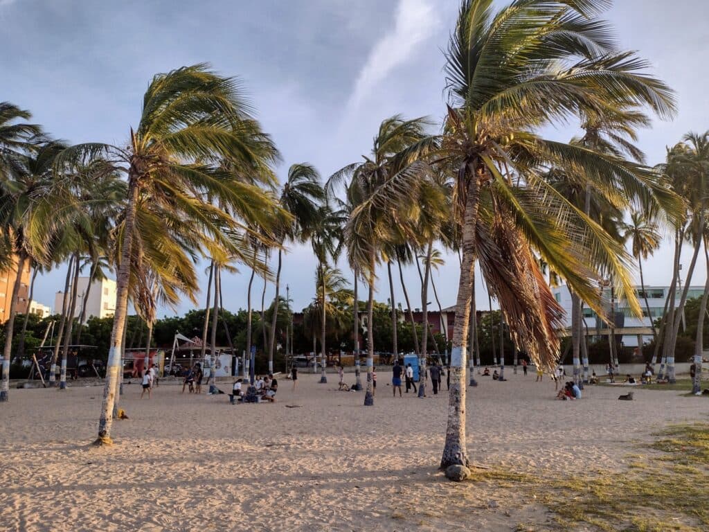 Beach scene with tall palm trees swaying in the wind and people relaxing on the sand, with buildings and a clear sky in the background.