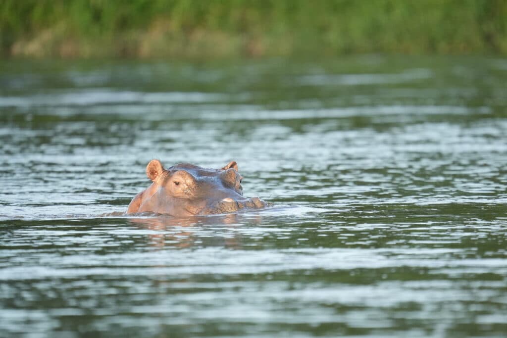 A hippopotamus partially submerged in a body of water with grassy banks in the background.