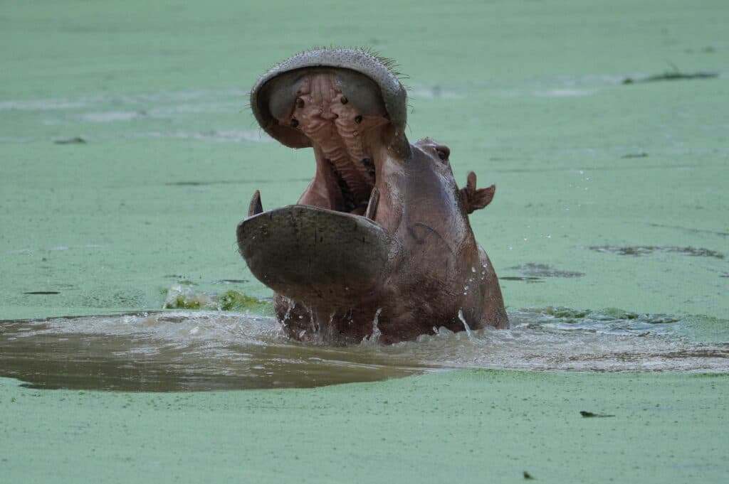 A hippopotamus partially submerged in green water with its mouth wide open.