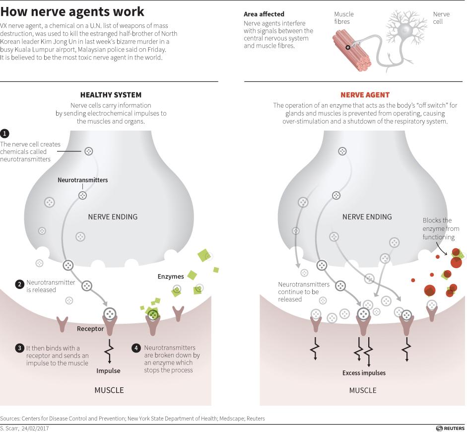 This diagram shows what nerve agents do inside one's nerve system. It was confirmed that Kim Jong Nam was killed by VX nerve agent.