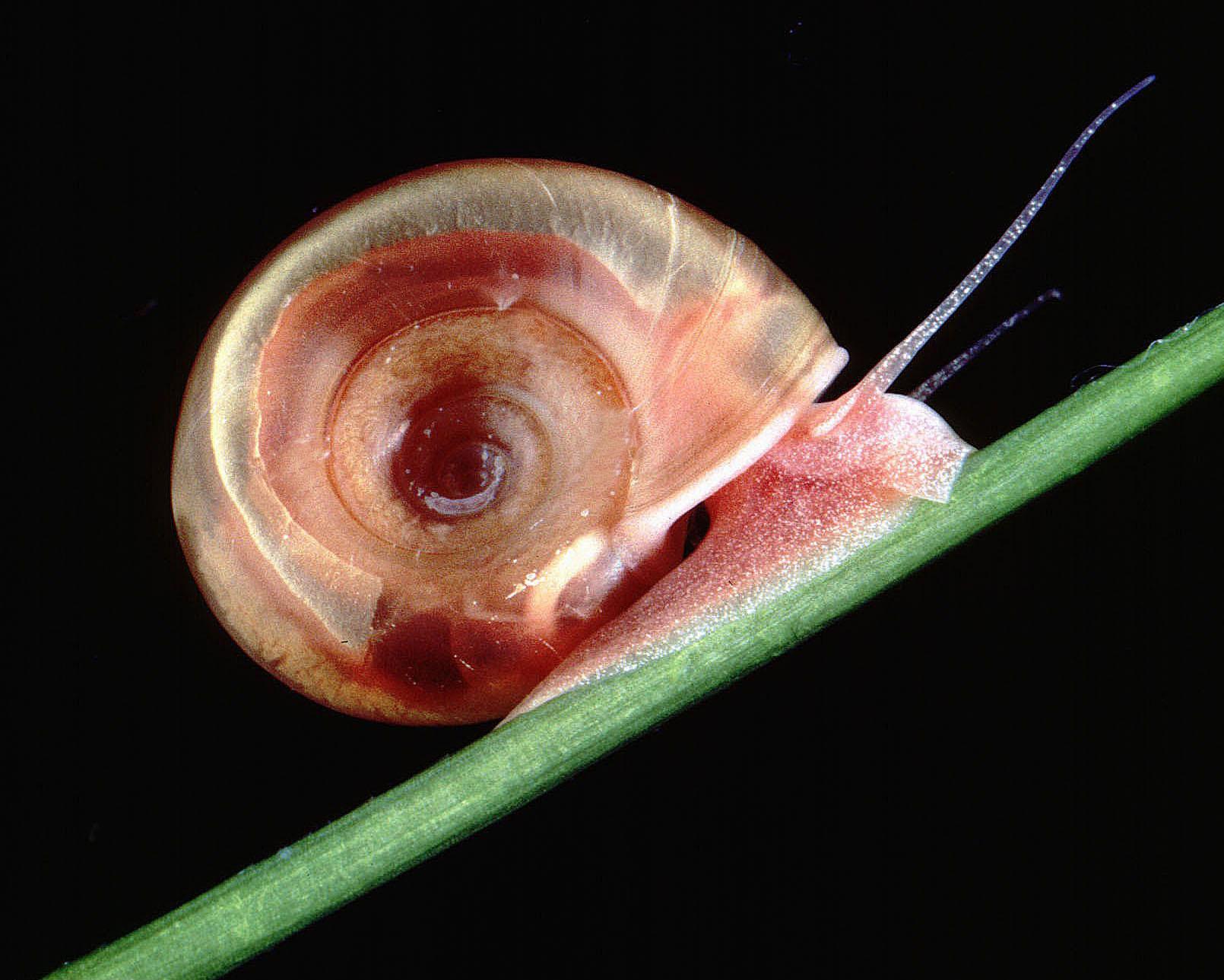 A freshwater snail