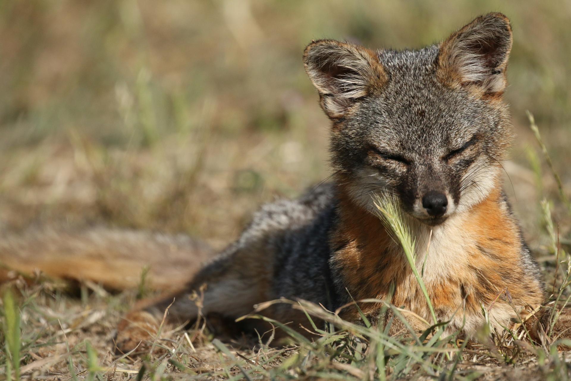 A Santa Cruz island fox.