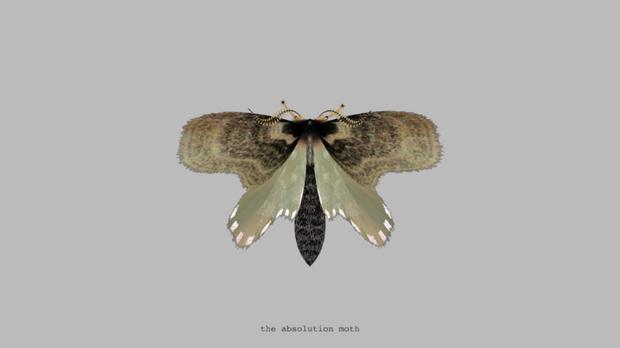 The Absolution Moth