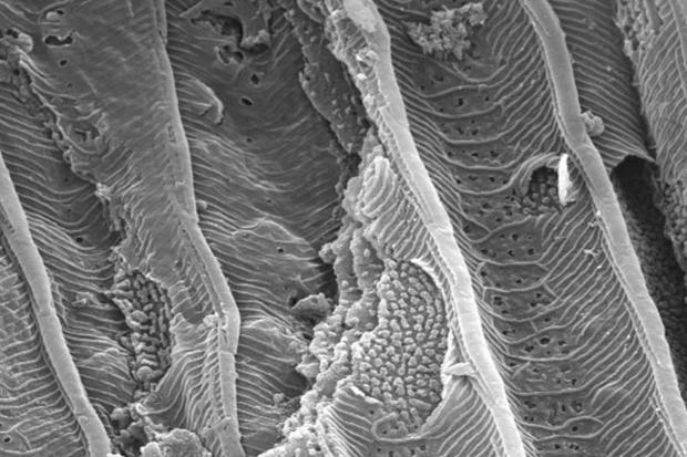 Fossilized moth scales visualized with a scanning electronmicrograh 