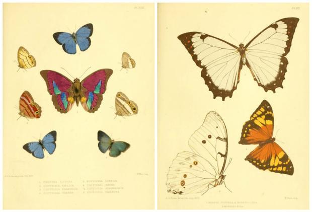 Two pages from Lepidoptera Exotica