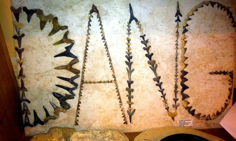 Shark teeth collected by Halsey and arranged to spell out the word 