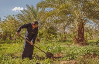 Ayyad Mohmmed Ali works on his farm where he grows date palm trees and vegetables, Iraq.